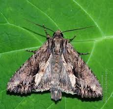 Attēlu rezultāti vaicājumam “Apamea monoglypha”