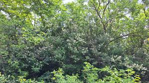 Attēlu rezultāti vaicājumam “Ligustrum vulgare”