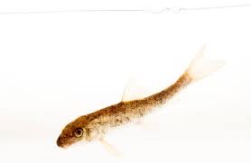 Image result for Catostomus commersonii