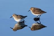 Image result for Calidris minutilla