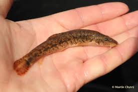 Attēlu rezultāti vaicājumam “Barbatula barbatula”