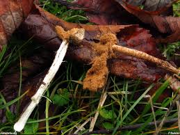 Attēlu rezultāti vaicājumam “Tulostoma fimbriatum”