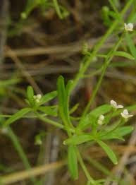 Attēlu rezultāti vaicājumam “Galium trifidum”