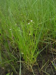 Attēlu rezultāti vaicājumam “Spergularia marina leaf”