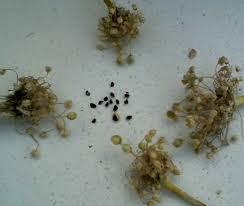 Attēlu rezultāti vaicājumam “Allium sativum fruit”