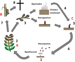 Attēlu rezultāti vaicājumam “Hymenoscyphus fraxineus”
