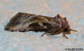 Attēlu rezultāti vaicājumam “Eucarta virgo”