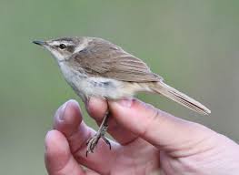 Image result for Acrocephalus agricola