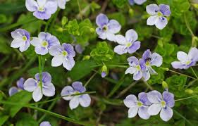 Attēlu rezultāti vaicājumam “Veronica filiformis”