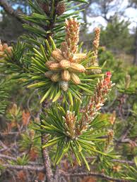 Attēlu rezultāti vaicājumam “Pinus banksiana”