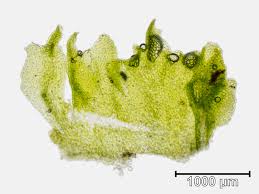 Attēlu rezultāti vaicājumam “Moerckia hibernica”