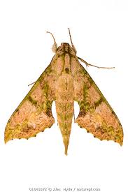 Attēlu rezultāti vaicājumam “Sphingidae”