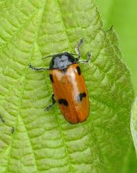 Attēlu rezultāti vaicājumam “Griselda ustomaculana”