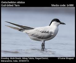 Image result for Gelochelidon nilotica