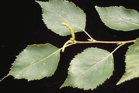 Attēlu rezultāti vaicājumam “Betula papyrifera”