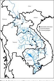 Attēlu rezultāti vaicājumam “Harmandia”