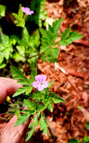 Attēlu rezultāti vaicājumam “Geranium robertianum leaf”