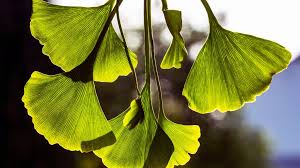 Attēlu rezultāti vaicājumam “Ginkgo biloba leaf”