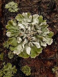 Attēlu rezultāti vaicājumam “Physconia detersa”