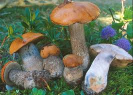 Attēlu rezultāti vaicājumam “Leccinum versipelle”