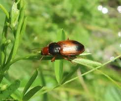 Attēlu rezultāti vaicājumam “Diachromus germanus”