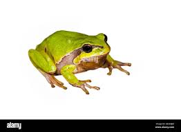 Attēlu rezultāti vaicājumam “Hyla arborea adult”