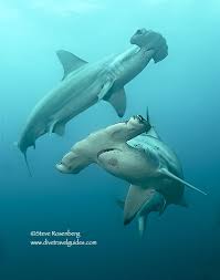 Image result for Sphyrna media