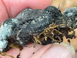 Attēlu rezultāti vaicājumam “Cribraria argillacea stalked”