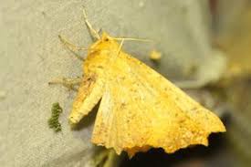 Attēlu rezultāti vaicājumam “Ennomos autumnaria male”