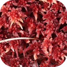 Attēlu rezultāti vaicājumam “Sphagnum capillifolium”