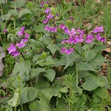 Image result for Lunaria annua