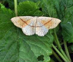 Attēlu rezultāti vaicājumam “Cyclophora punctaria”