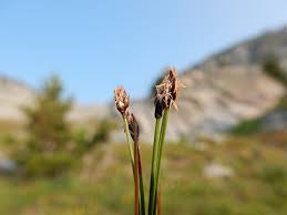 Attēlu rezultāti vaicājumam “Eleocharis quinqueflora”