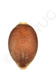 Attēlu rezultāti vaicājumam “Danthonia decumbens fruit”