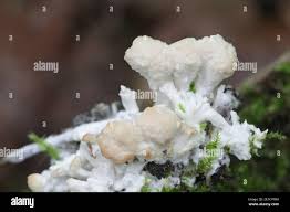 Attēlu rezultāti vaicājumam “Sebacina incrustans”