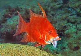 Image result for Lachnolaimus maximus