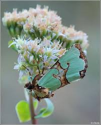 Attēlu rezultāti vaicājumam “Staurophora celsia”