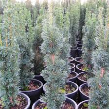 Attēlu rezultāti vaicājumam “Taxus”