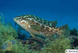 Image result for Labrus bergylta