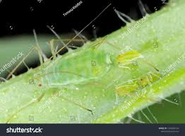 Attēlu rezultāti vaicājumam “Acyrthosiphon”