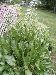 Attēlu rezultāti vaicājumam “Armoracia rusticana bud”