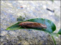 Attēlu rezultāti vaicājumam “Chaetopteryx villosa”