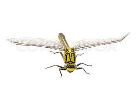 Attēlu rezultāti vaicājumam “Gomphus vulgatissimus”