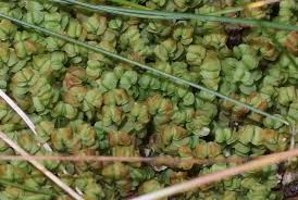 Attēlu rezultāti vaicājumam “Mylia anomala”