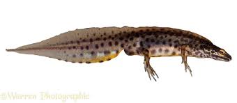 Attēlu rezultāti vaicājumam “Triturus vulgaris”