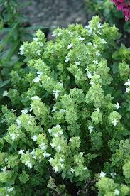 Attēlu rezultāti vaicājumam “Ocimum basilicum flower”