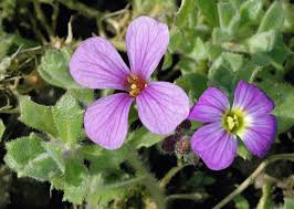 Attēlu rezultāti vaicājumam “Aubrieta deltoidea flower”