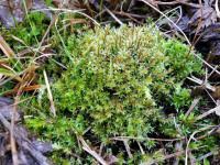 Attēlu rezultāti vaicājumam “Bryum neodamense”