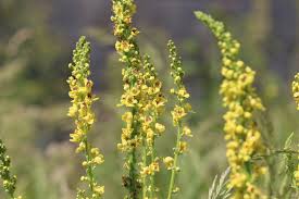 Image result for Verbascum nigrum