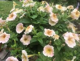 Image result for Petunia hybrida